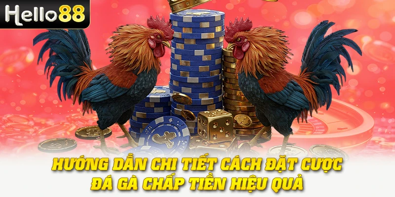 Đá Gà Chấp Tiền - Hình Thức Cược Đầy Kịch Tính Tại Hello88 3 Hướng dẫn chi tiết cách đặt cược đá gà chấp tiền hiệu quả